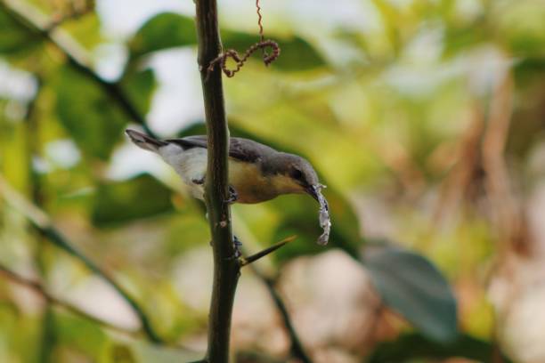 istock Beautiful Indian bird Purple Sunbird (Cinnyris asiaticus) 2201939785