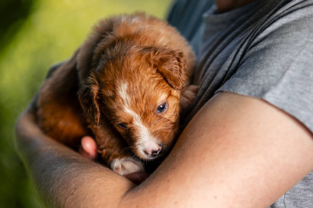 istock Man holding cute puppy in arms 2201939825