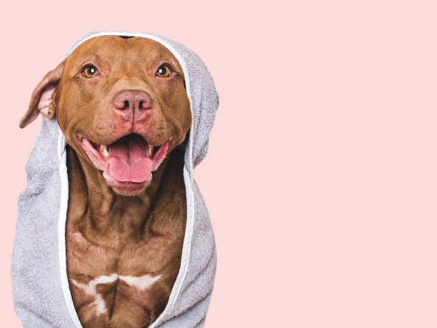istock Cute dog and blue towel. Studio shot 2201940018