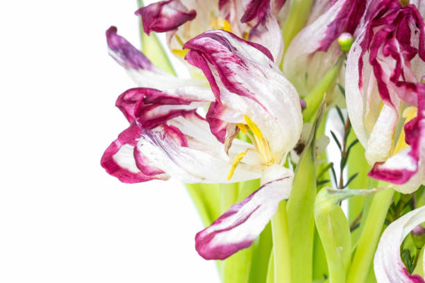 Bright  dried tulip flowers close up