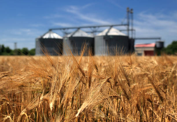 istock Farm, wheat field with grain silos for agriculture 2201942221