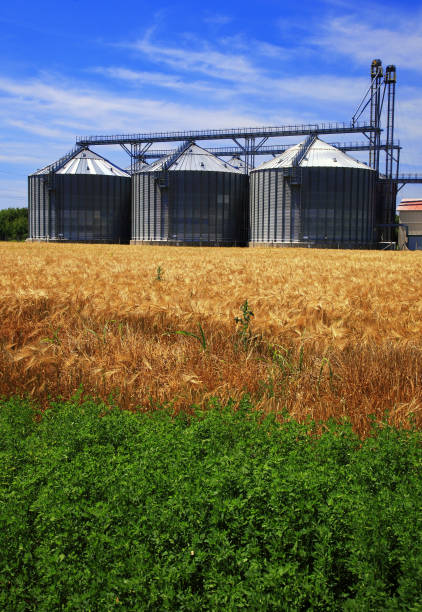 Farm, wheat field with grain silos for agriculture