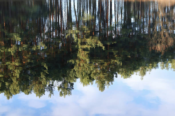 Reflection of a pine forest in calm water creates a surreal, painterly effect. Green trees and blue sky blend into an abstract natural landscape.