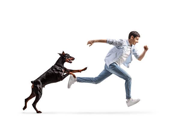 istock Full length shot of a doberman dog chasing a man 2201943255