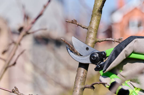 istock Pruning young tree branches with garden shears on a sunny day in an urban backyard 2201944042