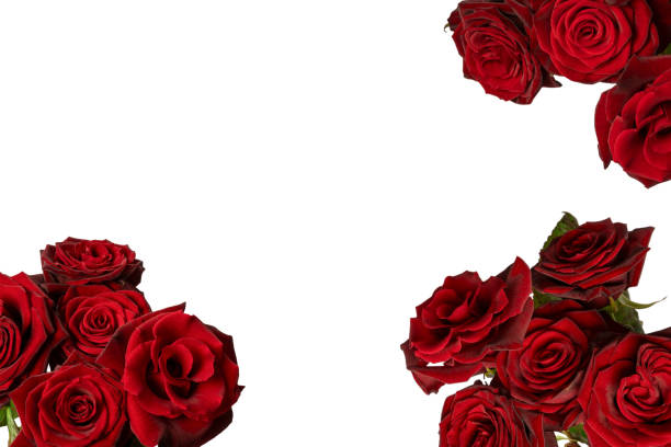 istock A bouquet of beautiful red roses isolated on a white background. 2201944606