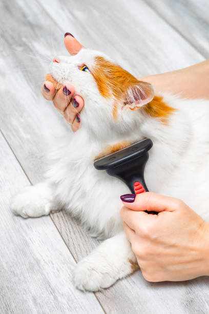 istock woman brushing fur from domestic cat, vertical photo 2201945247