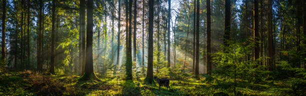 German Pointer dog deep in the misty forest at sunrise as golden rays of light illuminate the picturesque woodland clearing.