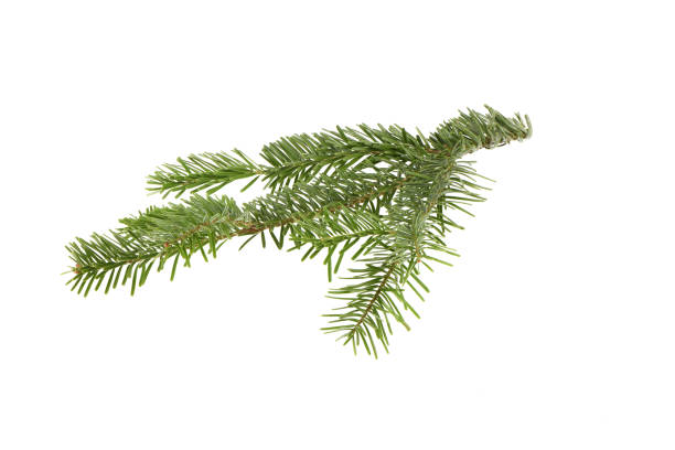 istock Spruce branch isolated on white background. High resolution photo. 2201946262