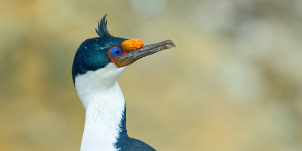 istock Falklands (Blue-eyed) shag, Falkland Islands 2201946346