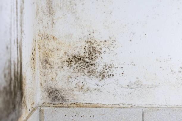 istock Black Mould Close-up on an Interior Wall at Home 2201946392