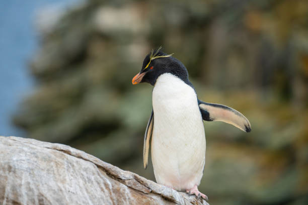 istock Southern rockhopper penguin, Falkland Islands 2201946452