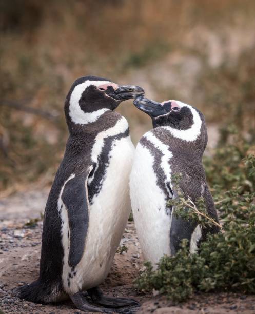 istock Birds of South America 2201948587