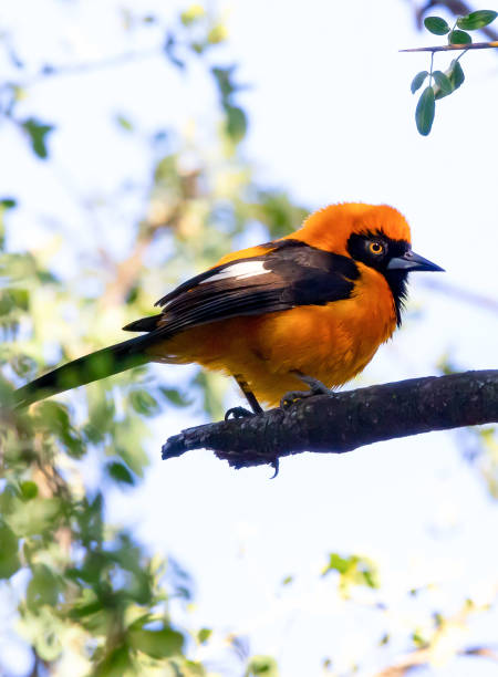 istock Birds of South America 2201948616