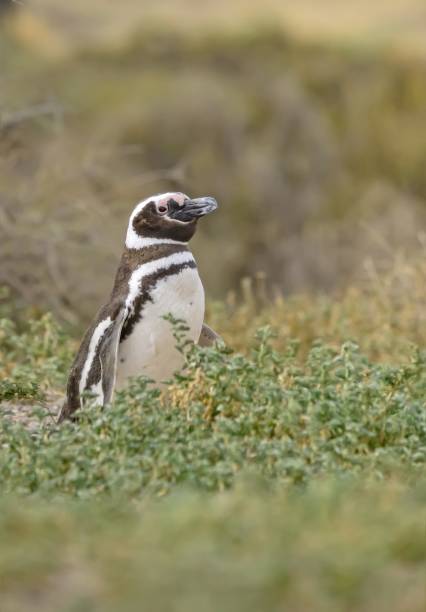 istock Birds of South America 2201948633