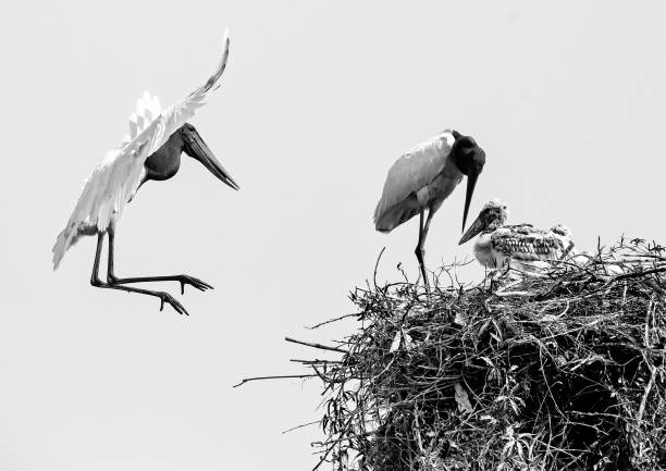 istock Birds of South America 2201948667