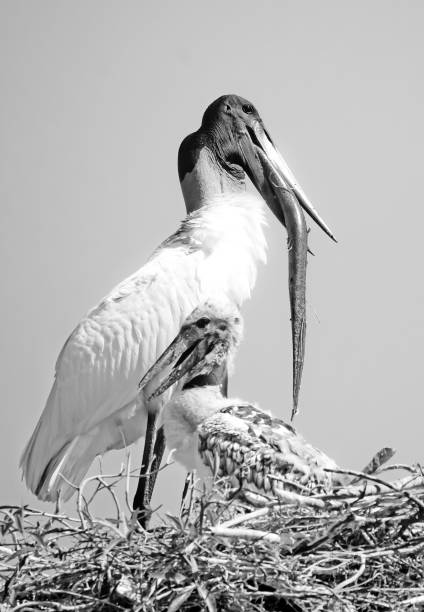 istock Birds of South America 2201948707