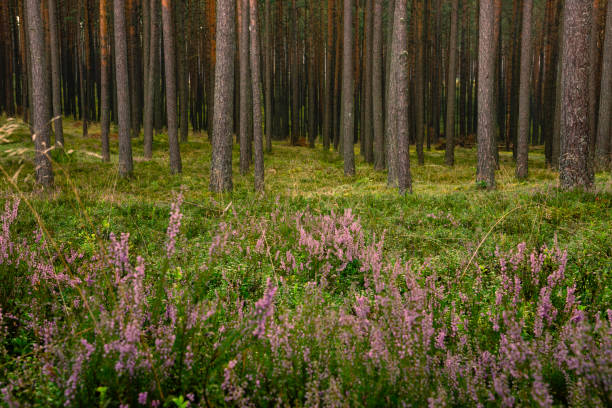 A forest with a field of purple flowers. The flowers are scattered throughout the field and the trees are tall and green