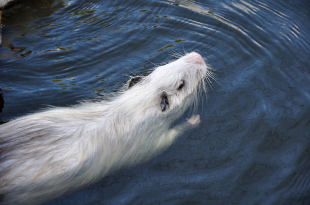 Nutria (Myocastor coypus) living wild on the riverbank. River Elster, Brandenburg, Germany