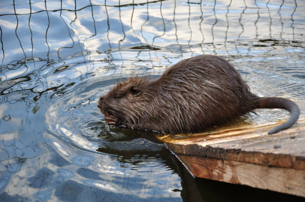 Nutria (Myocastor coypus) living wild on the riverbank. River Elster, Brandenburg, Germany
