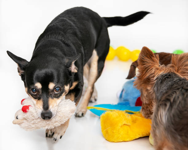 istock Chihuahua walking towards camera with toy in mouth 2201949495