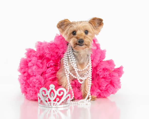 istock Yorkshire terrier wearing pearls and tutu sitting next to crown 2201949512