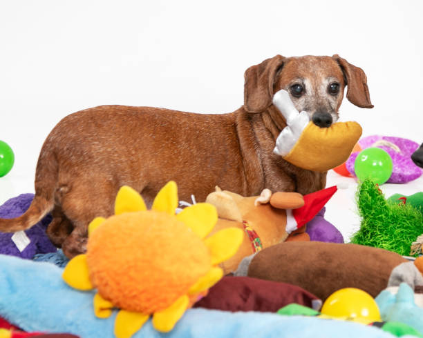istock dachshund surrounded by toys with toy in mouth 2201949513