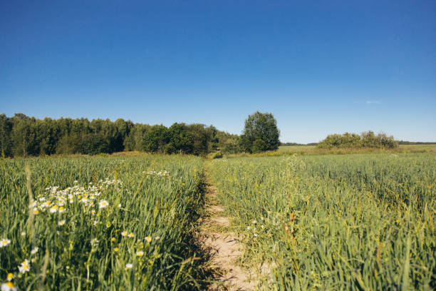 Field with yellow dandelions and blue sky