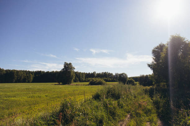 Field with yellow dandelions and blue sky