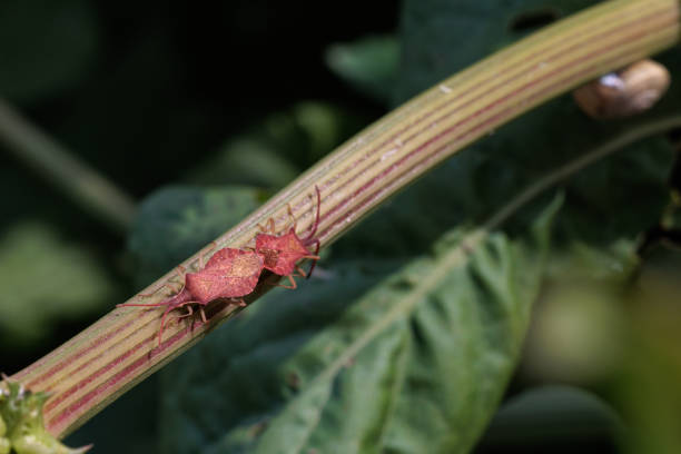 Two red bugs are making their way across a vibrant green plant stem, showcasing the beauty of the natural world