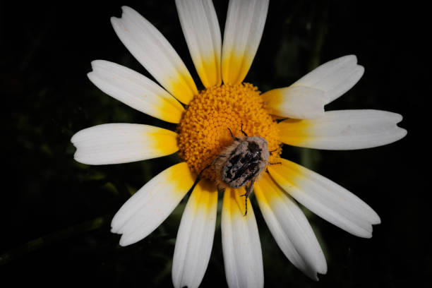 a small interesting bug/insect sitting on a daisy flower