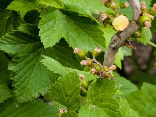 istock Unripe black currant berries on the branches of a bush in early spring. 2201953100