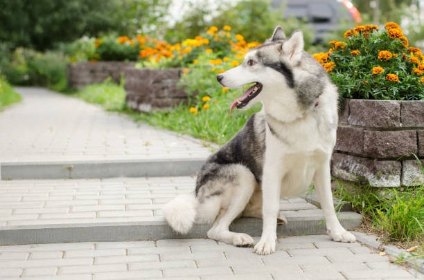 istock Siberian husky on paved path with flower border 2201953899
