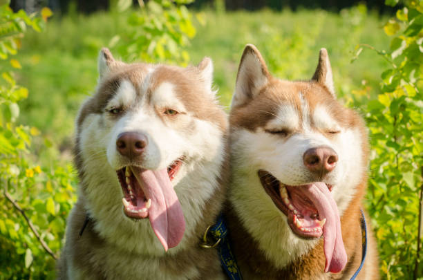 Two siberian huskies enjoying sunny day outdoors