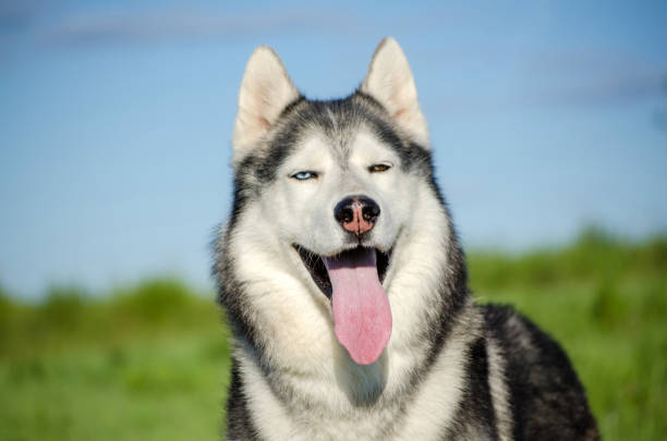 istock Siberian husky tongue out in bright daylight 2201953914
