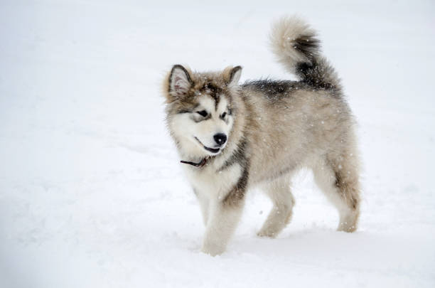 Young alaskan malamute stands playfully on white snow. Soft fur complemented by snowflakes and overcast lighting. Perfect portrayal of winter joy and freedom