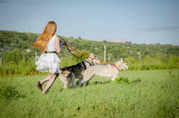 istock Young woman walks dog in sunlit meadow 2201953933