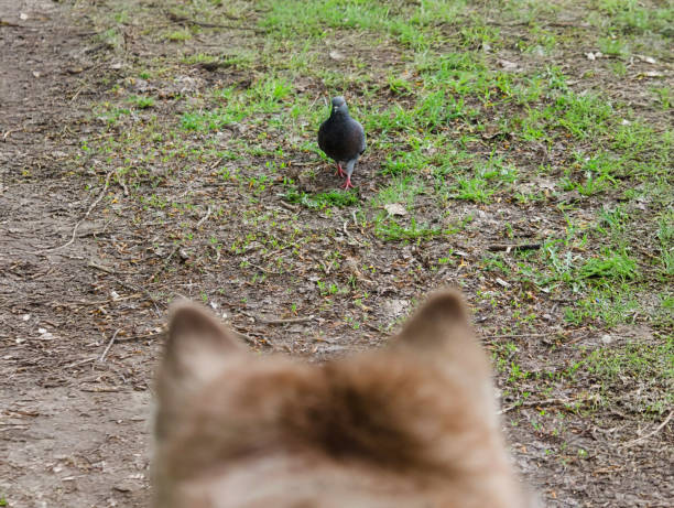 Dogs ears visible in foreground as it watches pigeon walking on grassy path. Perspective from dogs viewpoint creates sense of curiosity. Earth tones and greenery surround scene