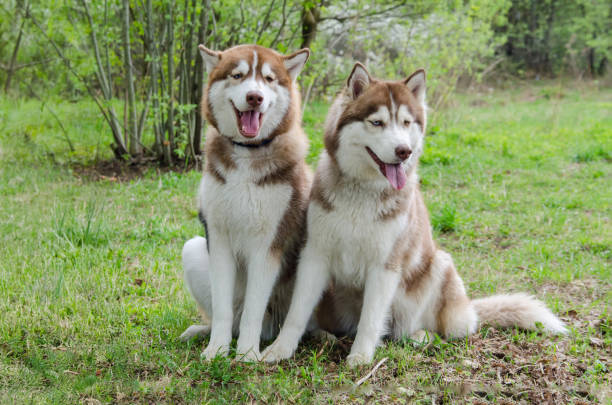 istock Two siberian huskies sitting on grassy field in sunny park 2201953961