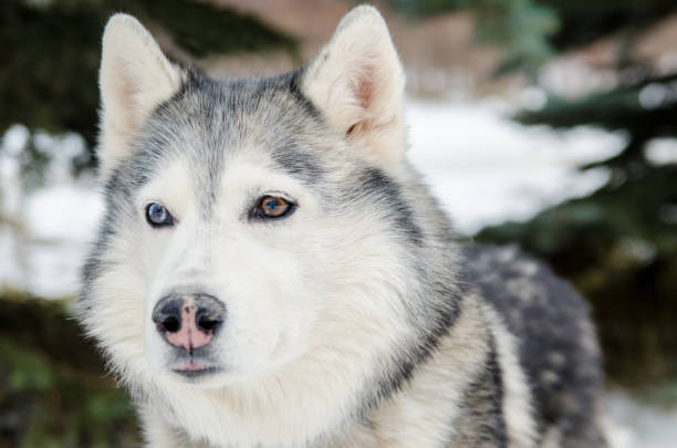 istock Husky with heterochromia in snowy forest setting 2201954015