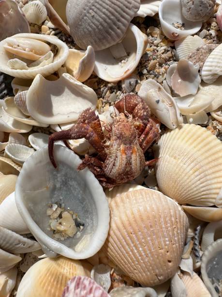 istock Giant Red Crab Molting Among Coastal Shells 2201954974