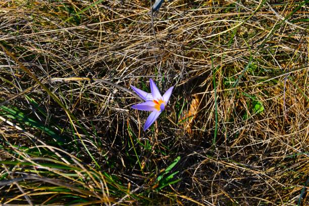 istock Close-up of purple Crocus reticulatus flower 2201955236