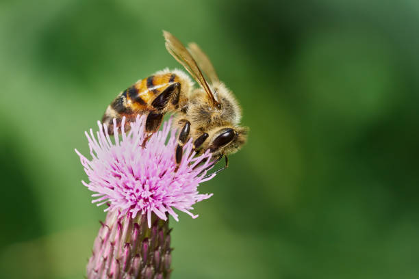 istock Bee on the lilac flower of a Creeping thistle (Cirsium arvense) 2201955950