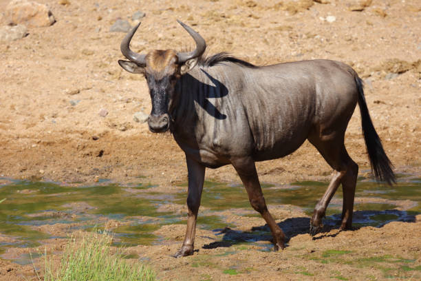 istock Streifengnu / Blue wildebeest / Connochaetes taurinus 2201956179