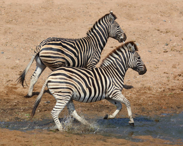 Steppenzebra / Burchell's zebra / Equus quagga burchellii