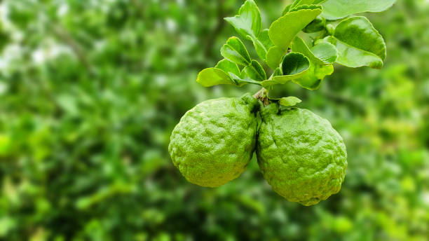istock Bergamot fruit and fresh leaves on tree background. 2201956448