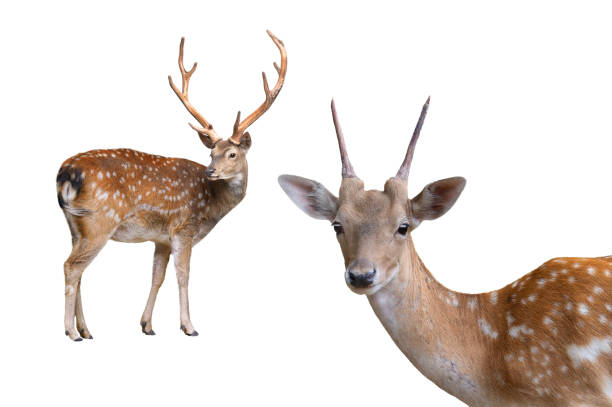 istock female and european fallow deer isolated on a white background 2201958775