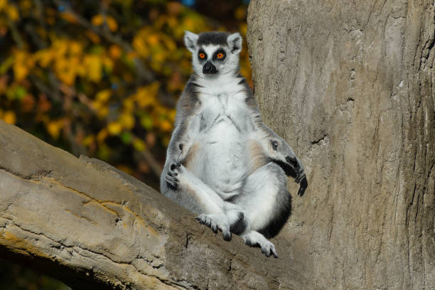Ring-tailed lemur (Lemur catta)