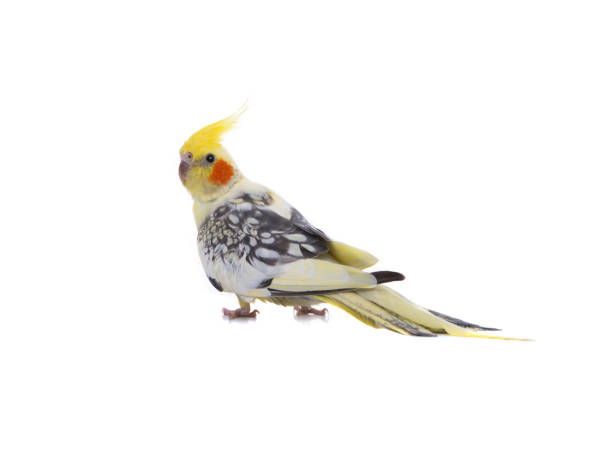 istock cockatiel  parrot isolated on a white background 2201959028