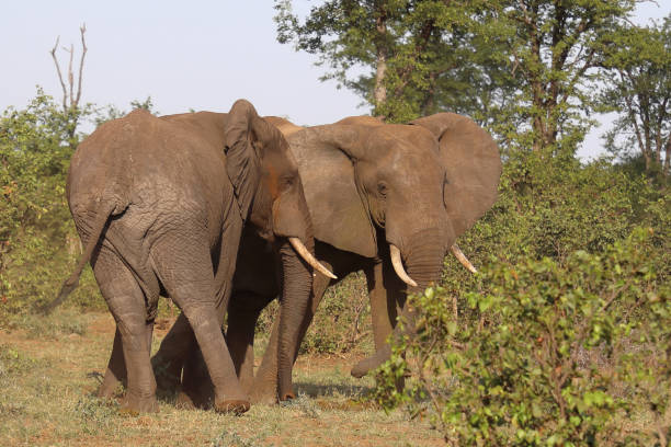 istock Afrikanischer Elefant / African elephant / Loxodonta africana 2201959454